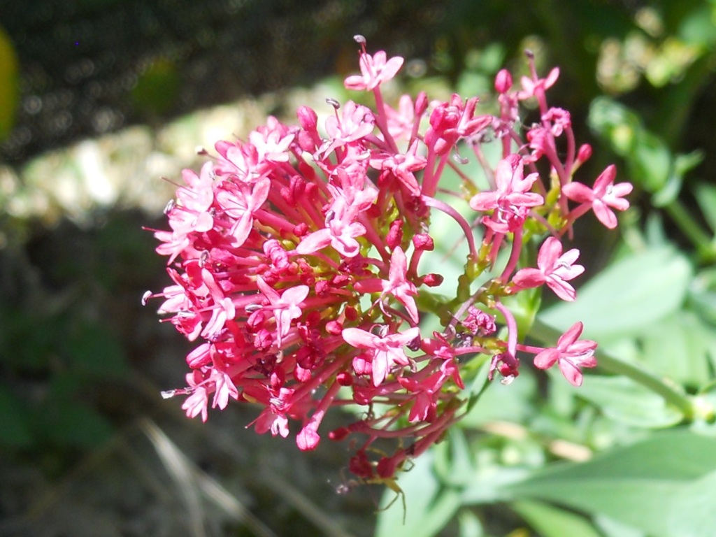 Centranthus ruber / Valeriana rossa